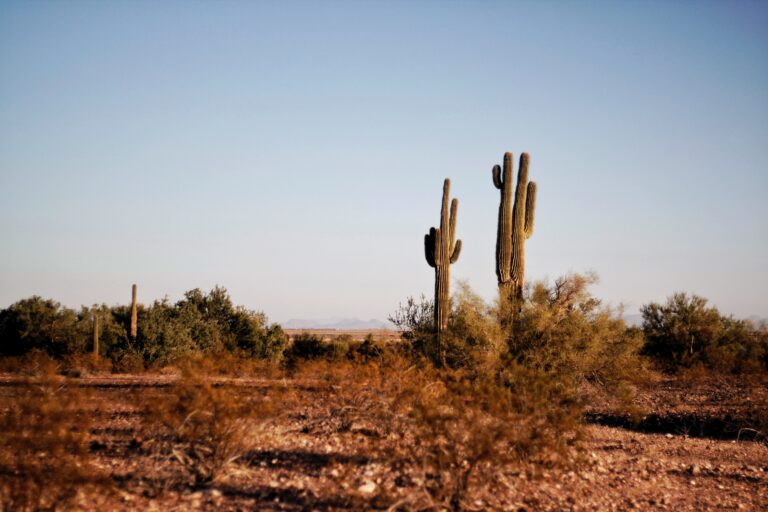 Tempe Arizona: Where Sun-Kissed Adventures Await